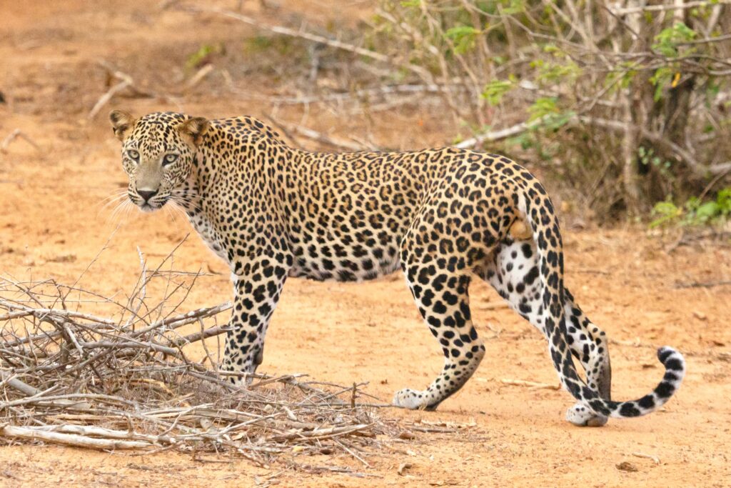 Yala National Park Sri Lanka